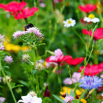 Blumenwiese mit einer Biene