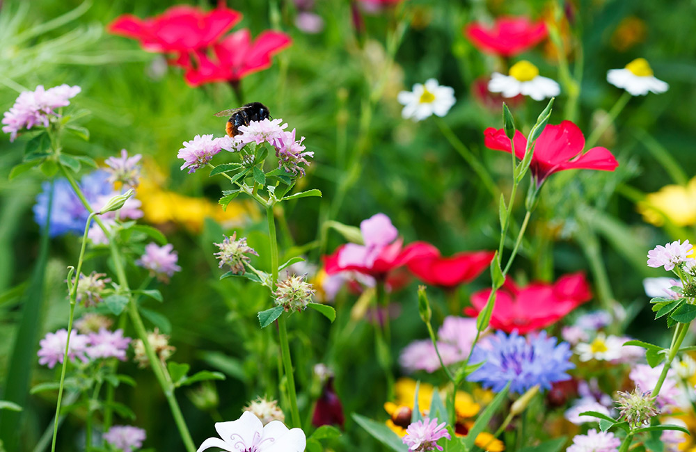 Blumenwiese mit einer Biene